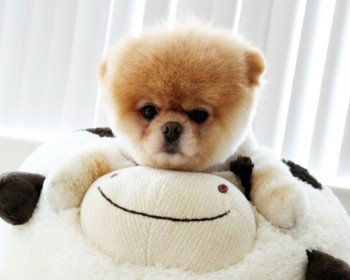 Pomeranian Boo Almak İstiyorum