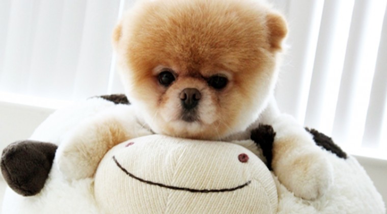 Pomeranian Boo Almak İstiyorum