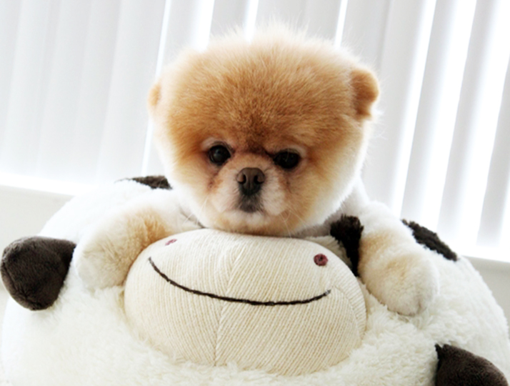 Pomeranian Boo Almak İstiyorum