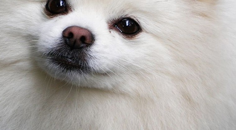Pomeranian Boo Beyaz