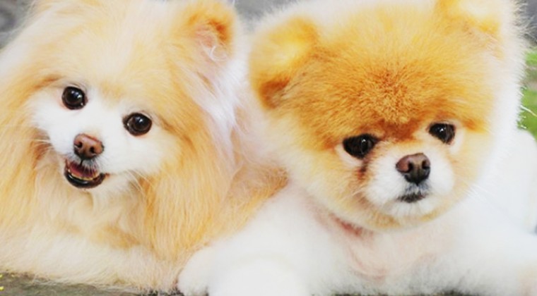 Pomeranian Boo Cinsleri