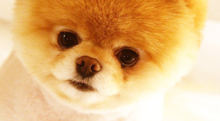 Pomeranian Boo İlanları