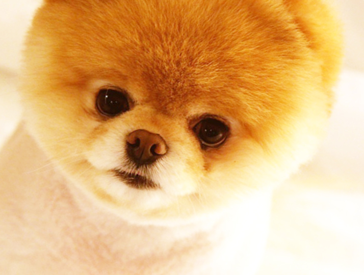 Pomeranian Boo İlanları