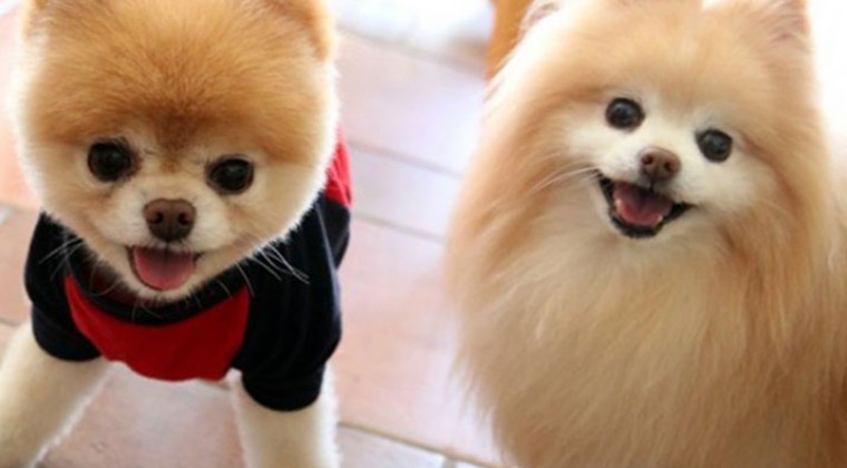 Pomeranian Boo Kaç Yavru Yapar?