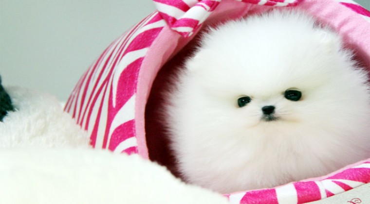 Pomeranian Boo Pet Shop