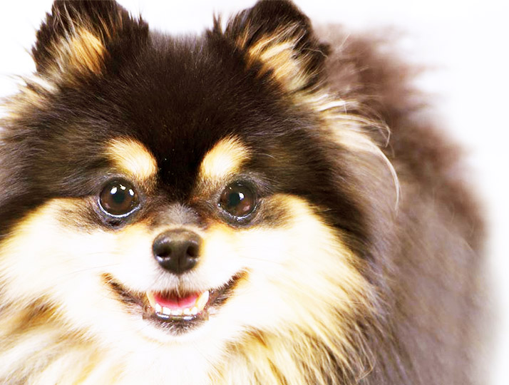 Pomeranian Boo Renkleri