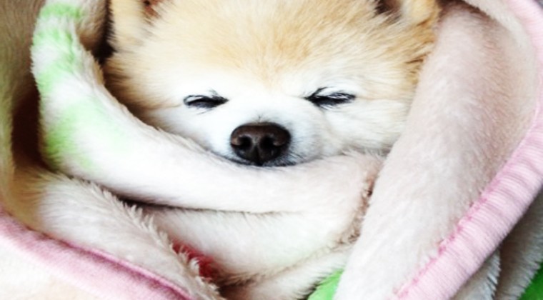 Pomeranian Boo Sahiplenme