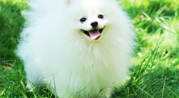 Pomeranian Boo Tuvalet Eğitimi