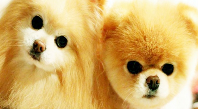 Pomeranian Boo Tüy Kesimi