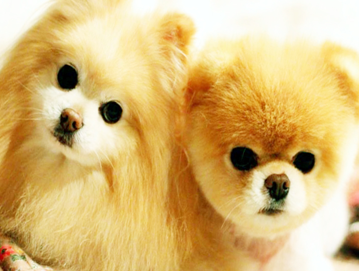 Pomeranian Boo Tüy Kesimi