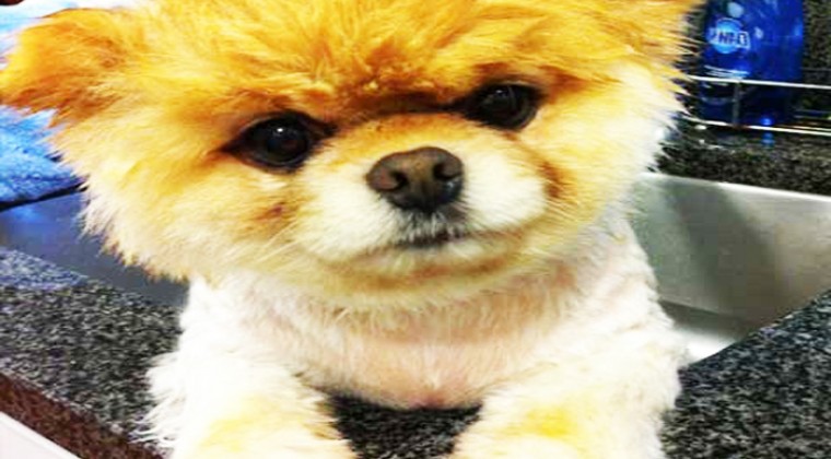 Pomeranian Boo Tüy Döker Mİ?