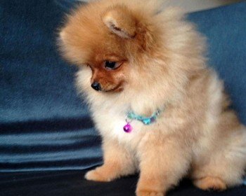 Pomeranian Boo Forum