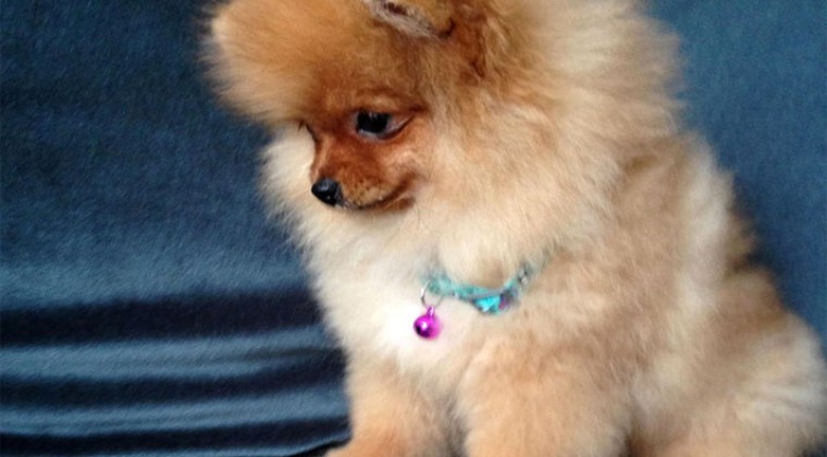 Pomeranian Boo Forum