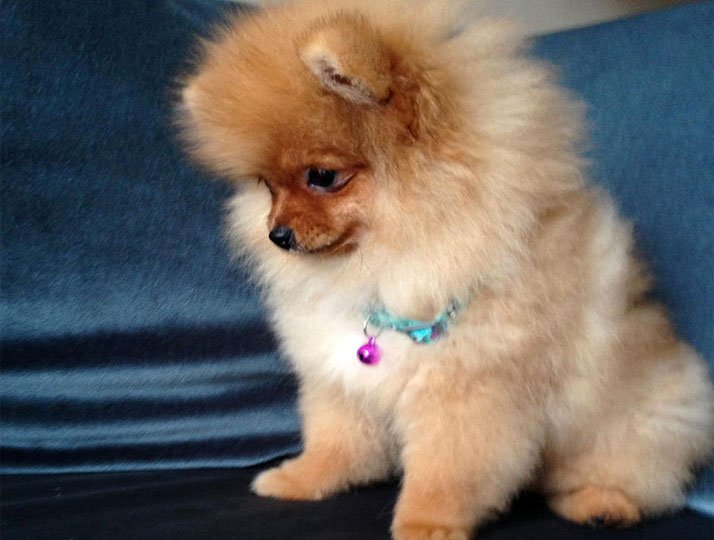 Pomeranian Boo Forum