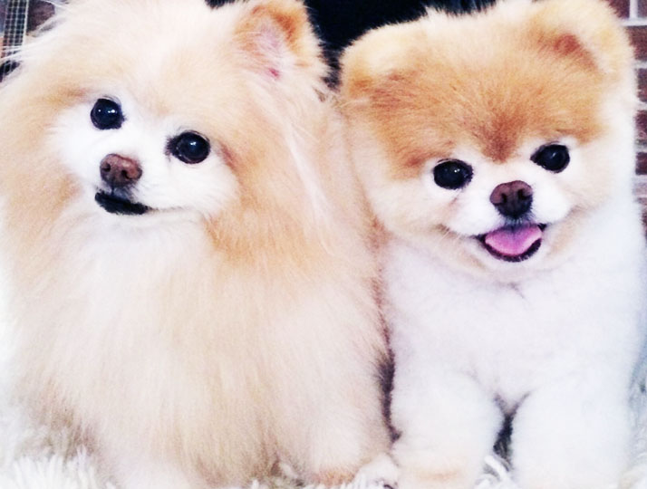 Pomeranian Boo Irkı Özellikleri