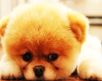 Pomeranian Boo İsimleri