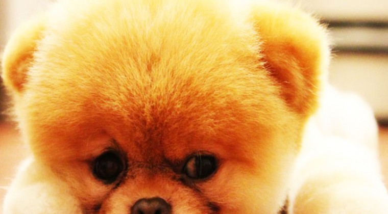 Pomeranian Boo İsimleri