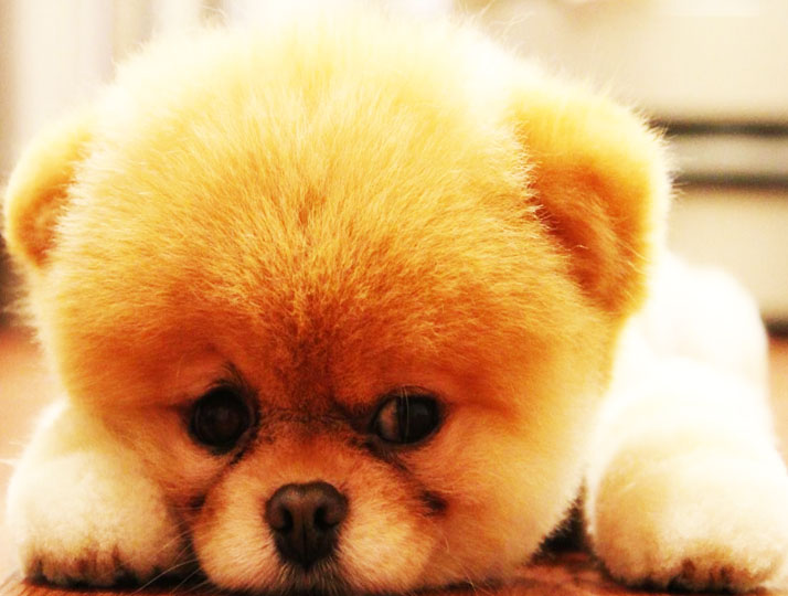 Pomeranian Boo İsimleri